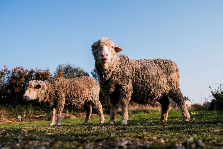 Moutons dans les prés alentour