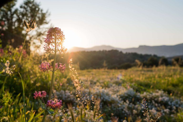Fleurs du jardin au soleil couchant